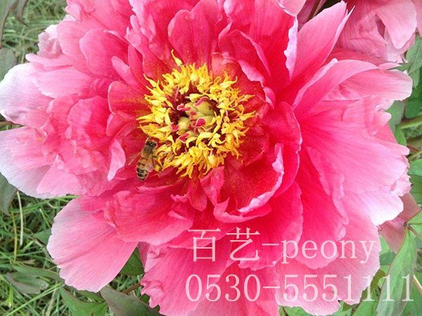 small4_15647122929928007.jpg 觀賞牡丹種植基地