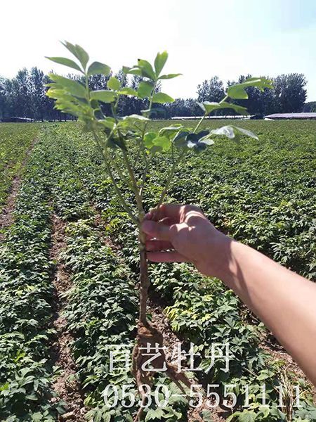 small4_15647095614510374.jpg 觀賞牡丹種植基地